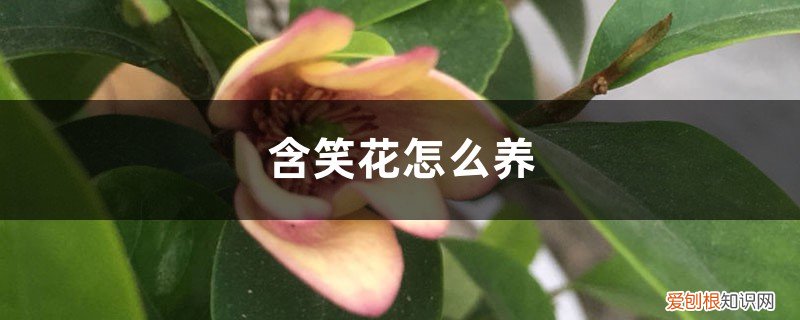 含笑花的养殖方法之七大要点 含笑花怎么养