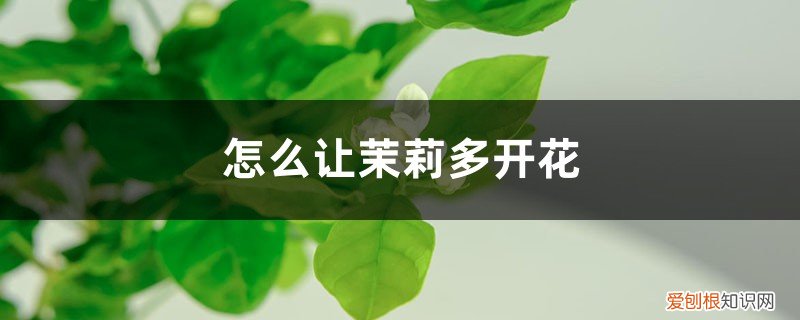 怎么能让茉莉多开花 怎么让茉莉多开花