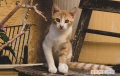 夏天生的小猫要注意保暖嘛 夏天猫生小猫需要保暖么