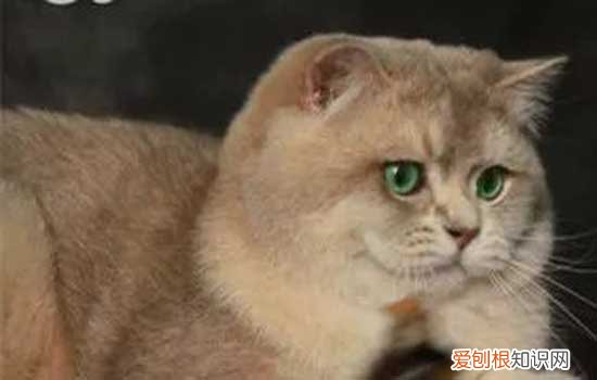 猫发出咕噜咕噜的声音是什么意思? 猫猫发出咕噜声代表什么意思