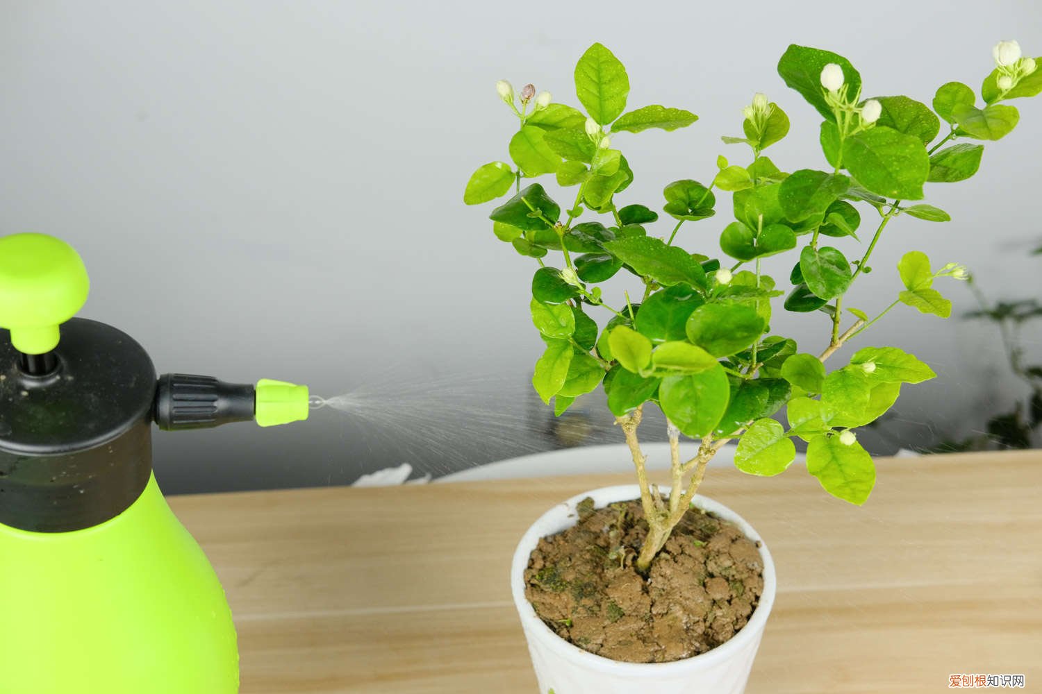 茉莉扦插生根最快方法用生根粉 茉莉扦插怎样加快生根