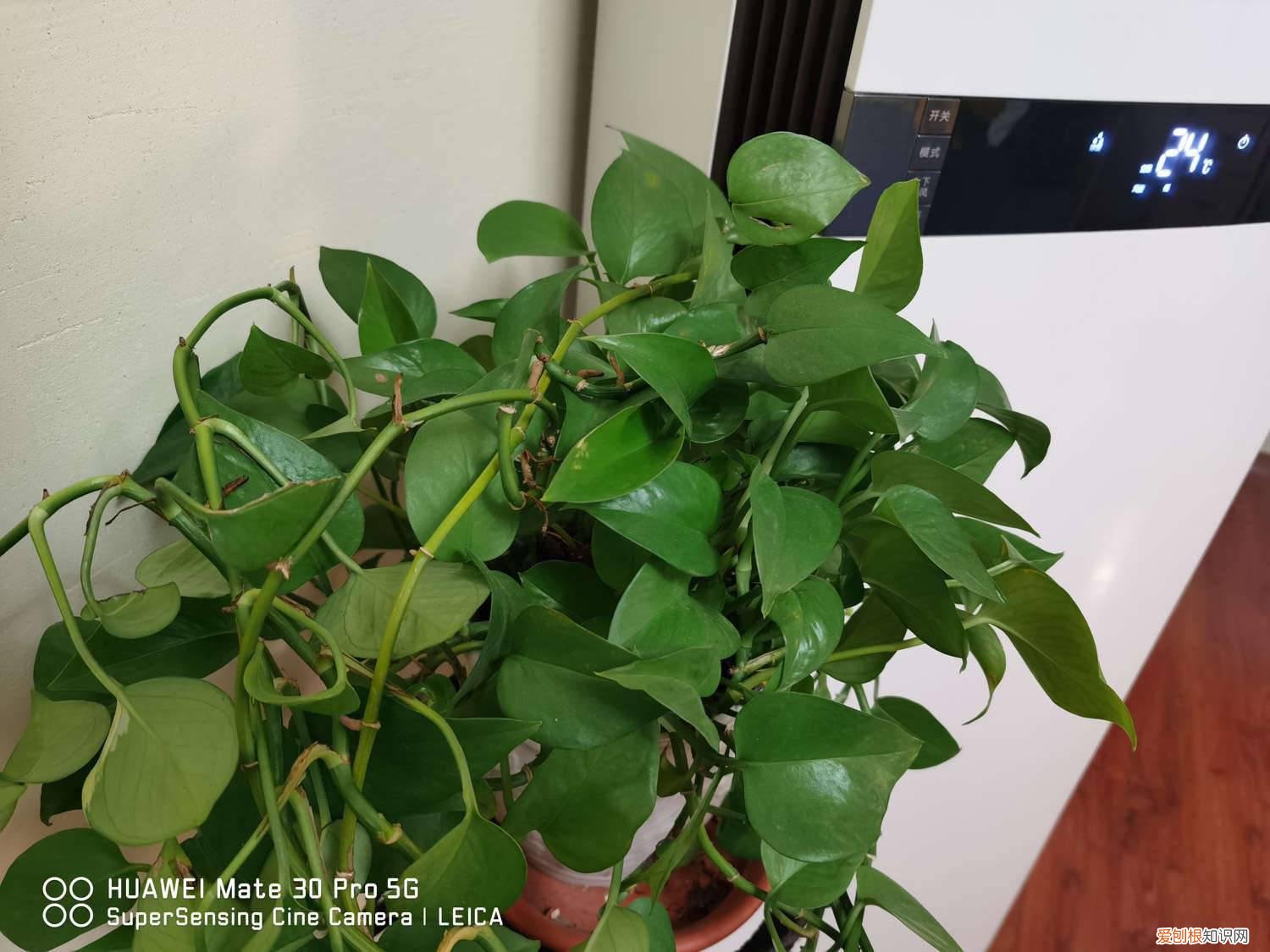 绿萝怎么养才能有藤蔓生长 绿萝怎么养才能有藤蔓