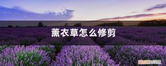 薰衣草怎么修剪? 薰衣草怎么修剪