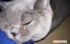 换猫粮猫咪呕吐正常吗 猫换粮呕吐多久能好呀