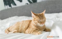 猫脖子右边有个圆疙瘩 猫脖子里面有个圆疙瘩