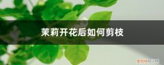 茉莉花开花后怎么剪 茉莉开花后如何剪枝