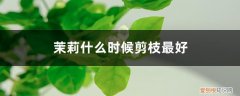 茉莉什么季节剪枝 茉莉什么时候剪枝最好