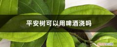 平安树用啤酒浇好吗 平安树可以用啤酒浇吗