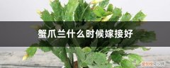 蟹爪兰什么时候嫁接最好? 蟹爪兰什么时候嫁接好