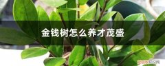 金钱树怎么养才茂盛多头 金钱树怎么养才茂盛