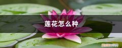 神话书说莲花怎么种 莲花怎么种