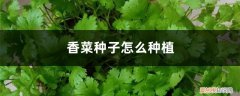 香菜种子怎么种植方法视频 香菜种子怎么种植