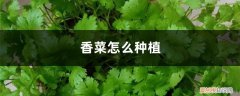 香菜怎么种植方法如下 香菜怎么种植