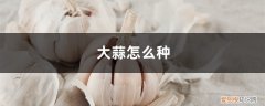 大蒜怎么种植盆栽视频 大蒜怎么种