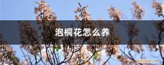 泡桐种子怎样种植 泡桐花怎么养，种植技术