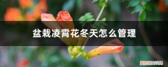 盆栽凌霄花冬天怎么管理,冬季最低温度多少度 盆栽凌霄花冬天怎么管理，冬季最低温度