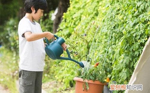 番茄种植技术大揭秘西红柿浇水的正确方法