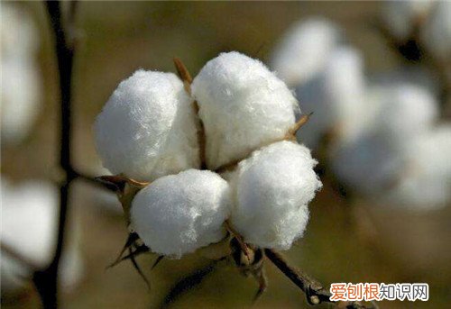 新疆棉花产地在哪里 新疆棉和内地棉有什么不一样