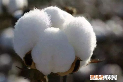 新疆棉花产地在哪里 新疆棉和内地棉有什么不一样