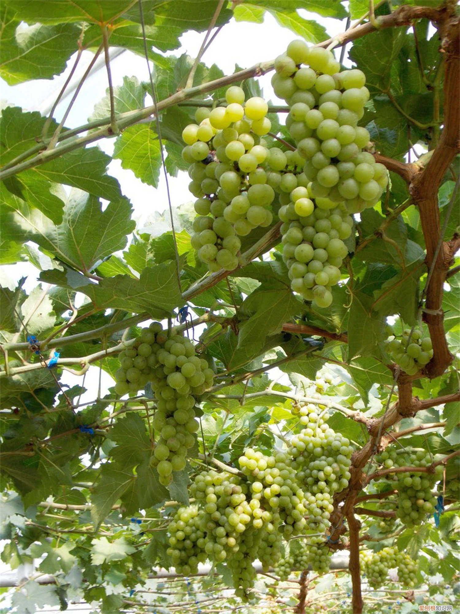 葡萄籽如何种盆栽 葡萄籽怎么种小盆栽