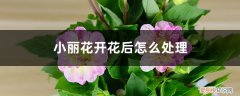 小丽花开花后的花蒂要剪吗 小丽花开花后怎么处理，怎么剪