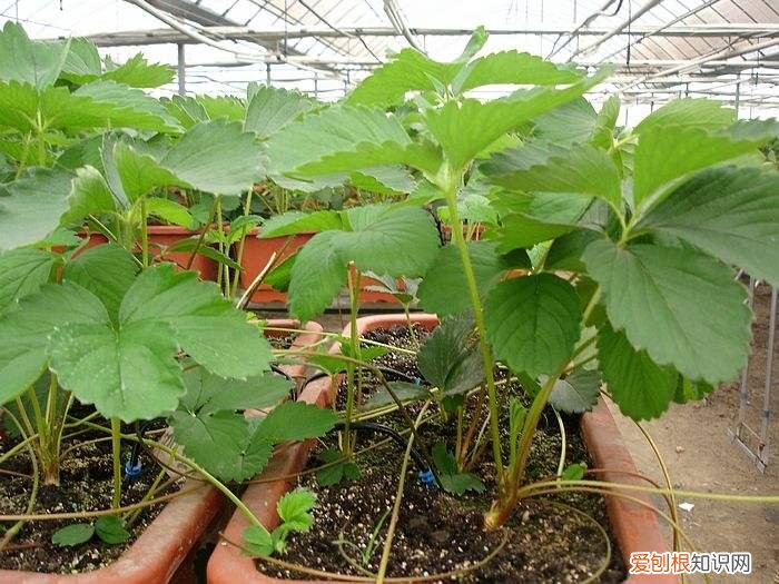 草莓苗如何种植 家庭盆栽草莓的种植技巧