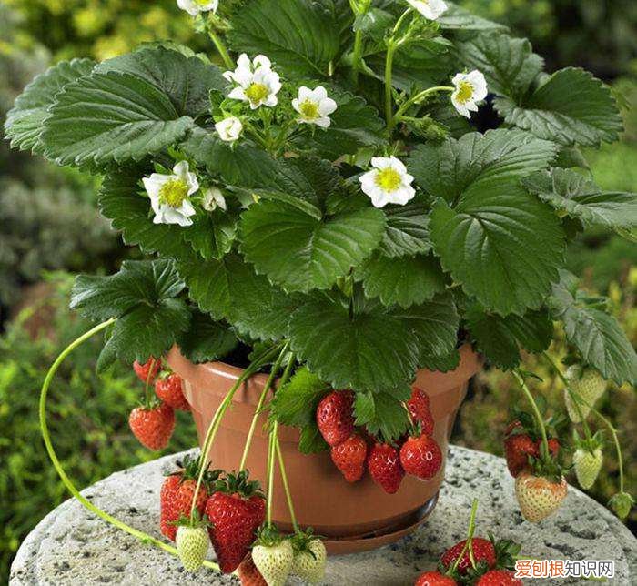 草莓苗如何种植 家庭盆栽草莓的种植技巧