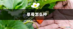 草莓怎么种植方法 在家 草莓怎么种