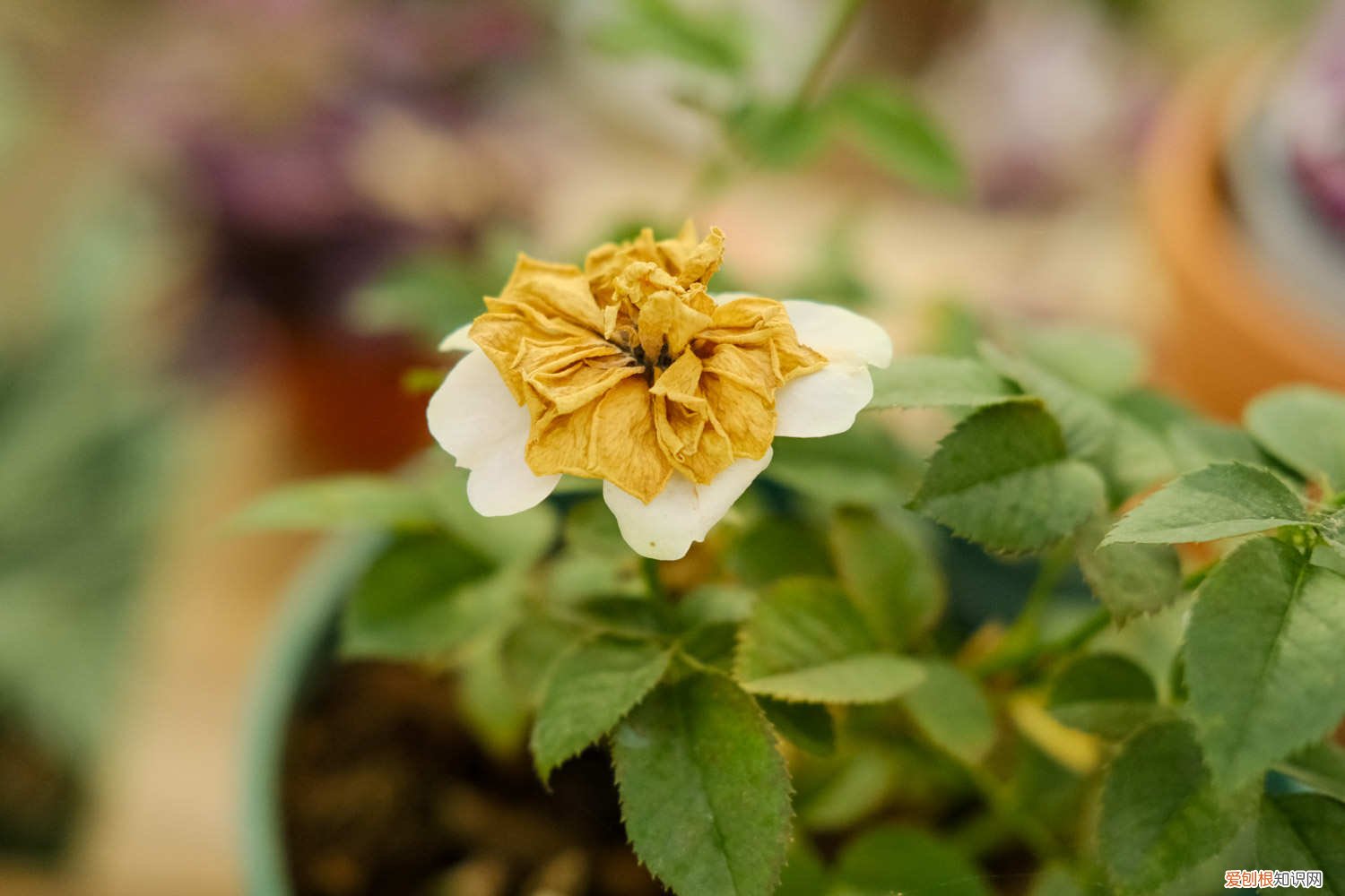 月季开过花后怎么修剪才能月月开花 月季开花后如何修剪