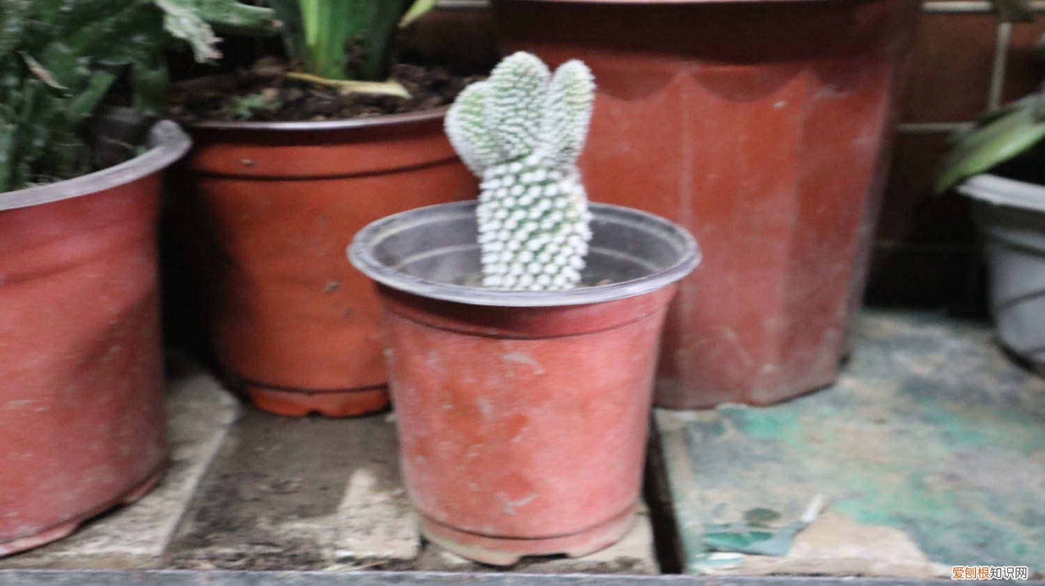 仙人掌与仙人掌怎样嫁接 仙人指怎么嫁接仙人掌，用仙人掌什么品种好