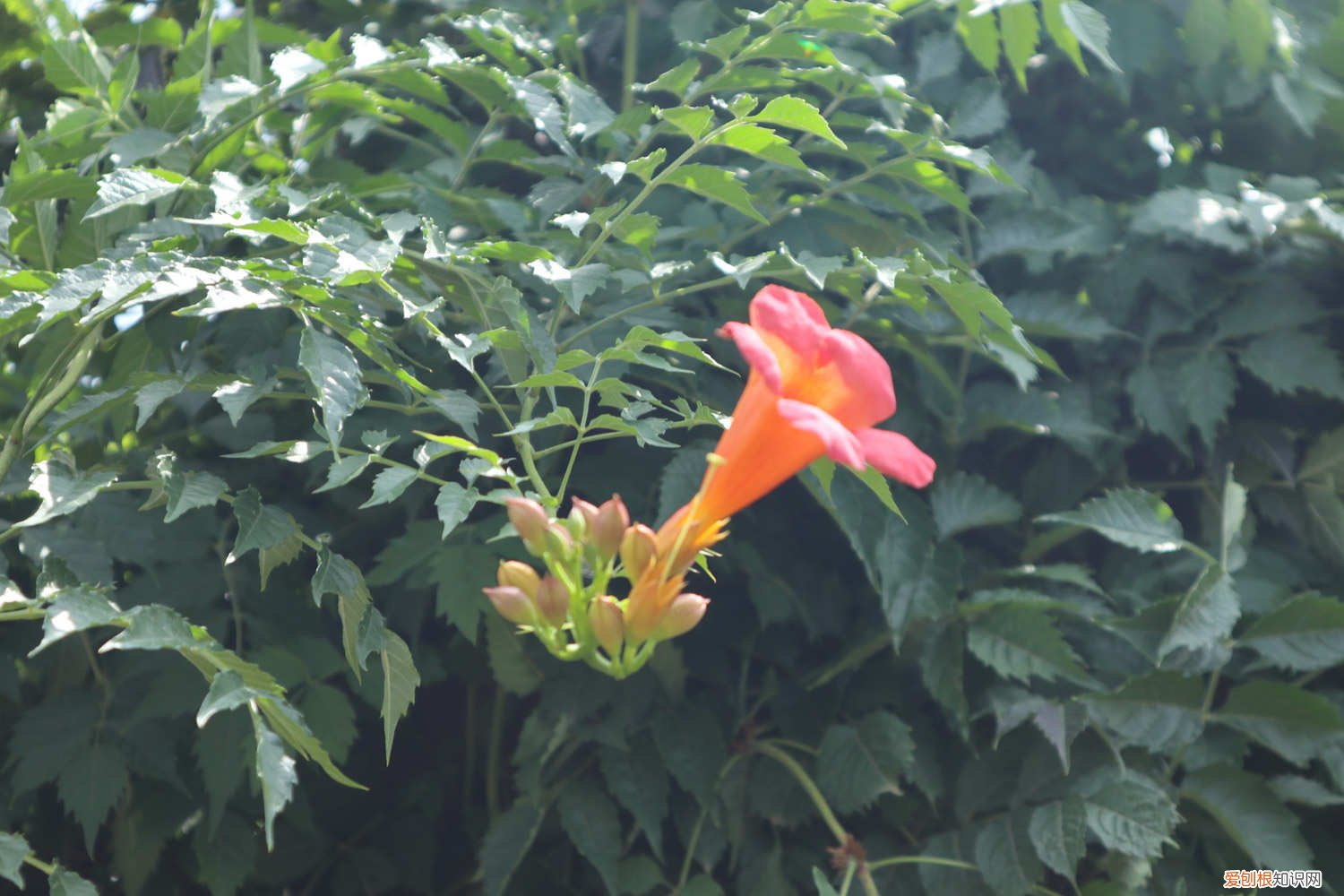 凌霄花的养殖方法,花期有多长时间 凌霄花的养殖方法，花期有多长