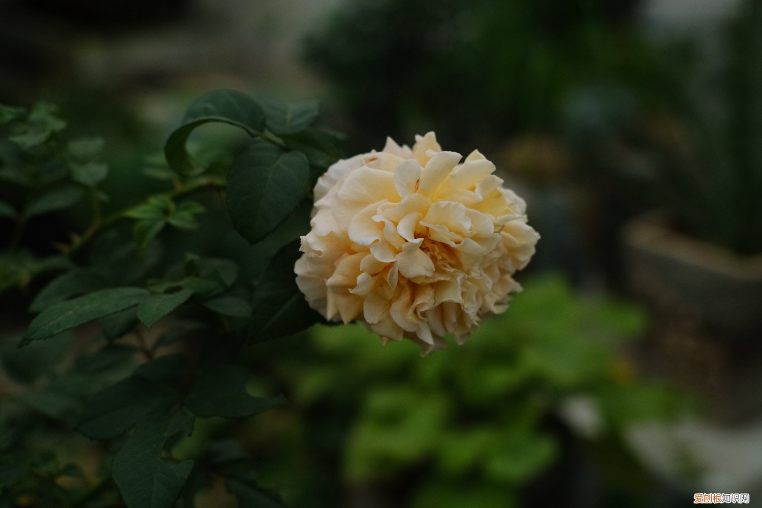 小月季花的养殖方法和注意事项可以在家养 小月季花的养殖方法