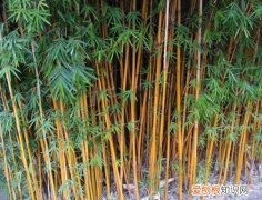 竹子的作用有哪些竹子的种类有哪些