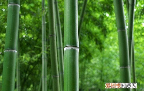 竹子的作用有哪些竹子的种类有哪些