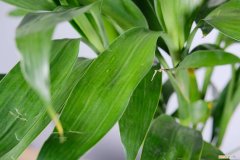 富贵竹怎样养叶子才会更绿 富贵竹怎么养才能更旺盛