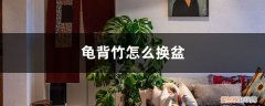 龟背竹怎么换盆刚买的? 龟背竹怎么换盆