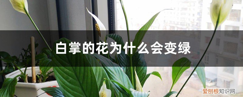 为什么白掌的花变绿了 白掌的花为什么会变绿