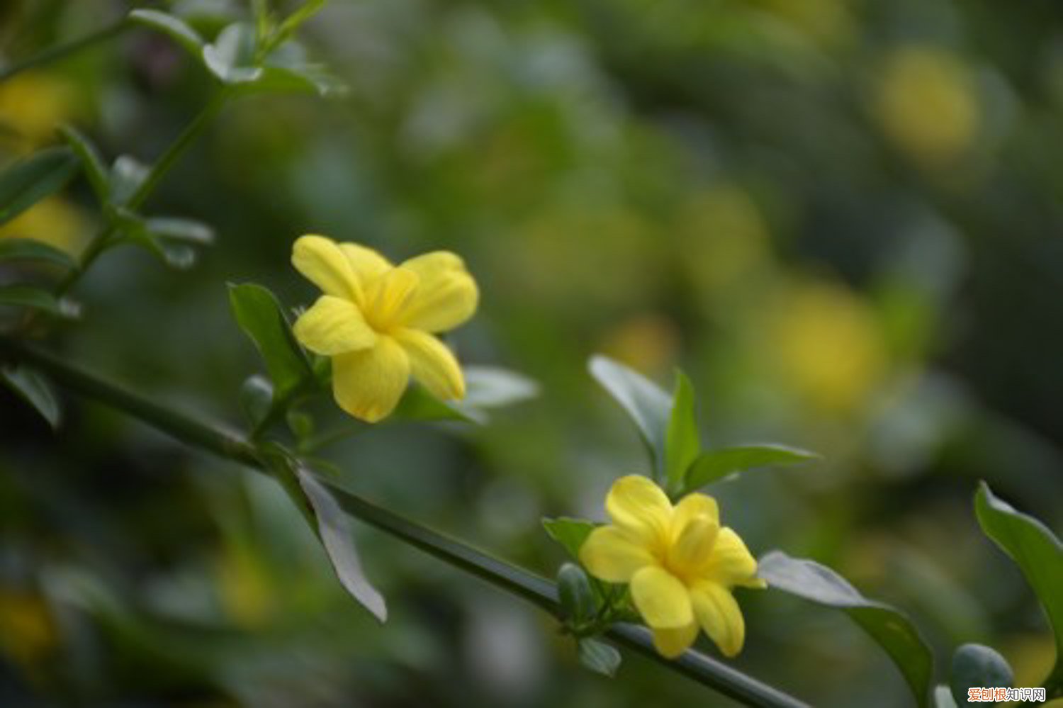 迎春花如何种植 迎春花怎么种植