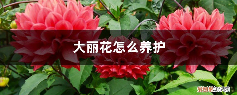 大丽花怎么养护才能开花 大丽花怎么养护