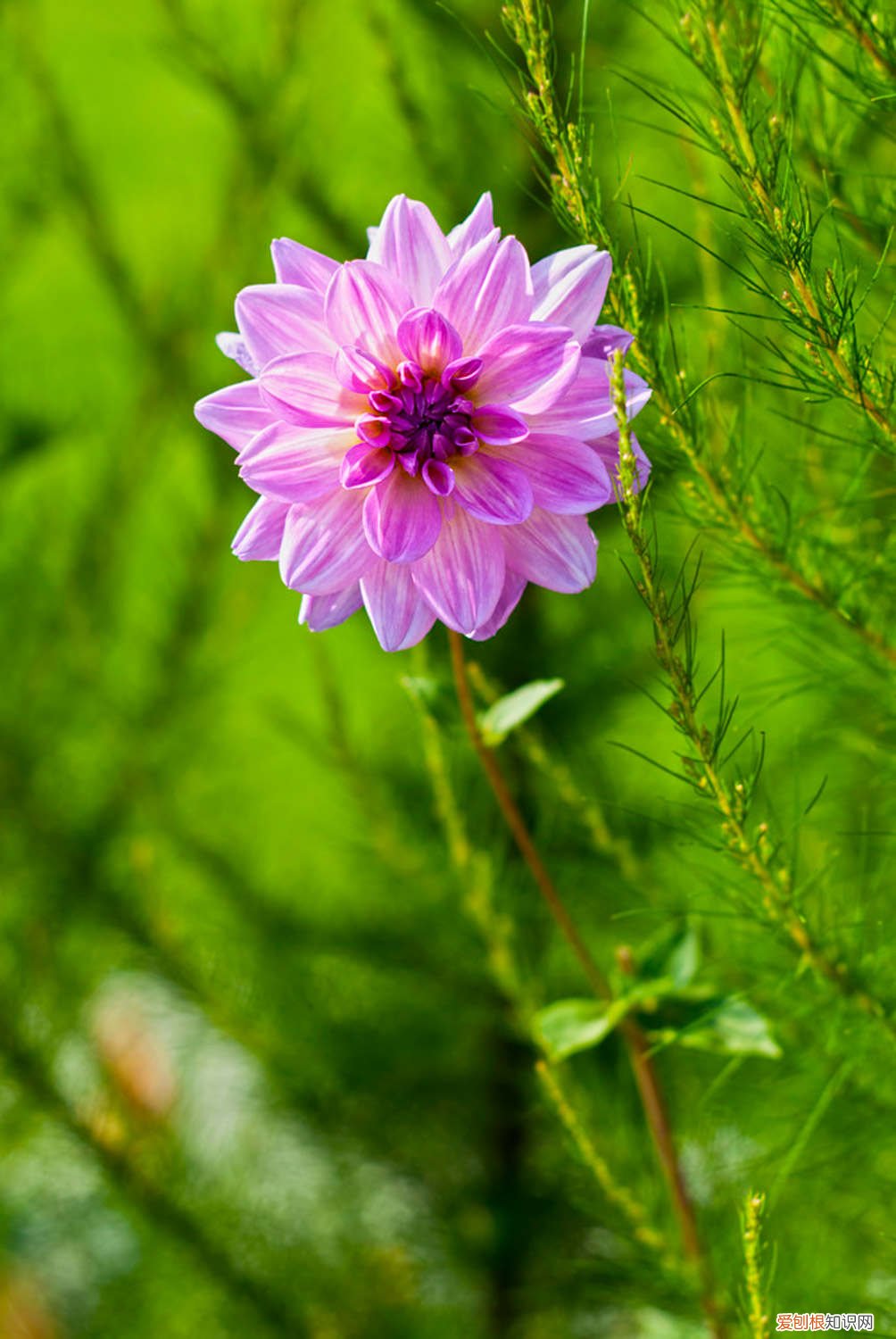 大丽花怎么养护才能开花 大丽花怎么养护