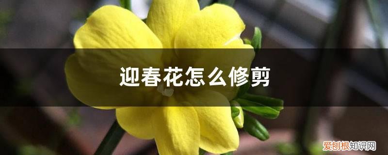 迎春花怎么修剪视频 迎春花怎么修剪