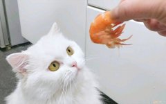 三个月大的小猫可以吃虾吗 三个月的小猫可以吃虾吗