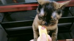 猫三个月能吃猫条吗 三个月的猫可以吃猫条吗