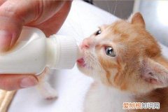 一个月多的小猫可以喝牛奶吗 一个月小猫可以喝牛奶吗