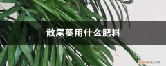 散尾葵用什么肥料长的快 散尾葵用什么肥料