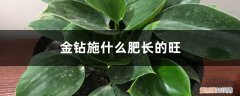 金钻花施什么肥好 金钻施什么肥长的旺