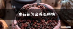 怎么养好石生花 生石花怎么养长得快