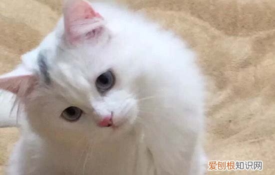 两个月小猫能喝牛奶吗一天几次 两个月小猫能喝牛奶吗