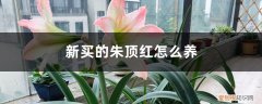 怎样养朱顶红 新买的朱顶红怎么养