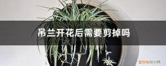 吊兰开花了需要剪掉吗 吊兰开花后需要剪掉吗